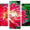 Dahlia akita Panels paint by numbers