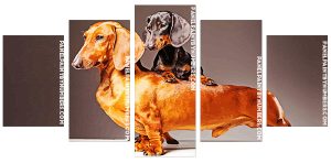 Doxie Daschsund Dogs Panel paint by numbers