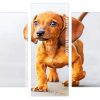 Doxie Daschsund puppy animal Panels paint by numbers