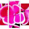 Fuchsia flowers Panels paint by numbers