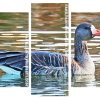 Greater White Fronted Goose panels paint by numbers