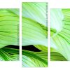 Hosta leaves Panels paint by numbers