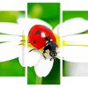 Ladybeetle On White Flower panels paint by numbers