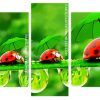 Ladybeetles Insects panels paint by numbers