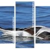 Long Tailed Duck panels paint by numbers