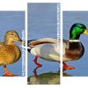 Mallard Ducks panels paint by numbers