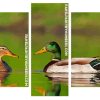 Mallard Ducks panels paint by numbers