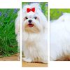 Maltese Dog Panels paint by numbers