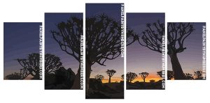 Namibia Aloe Dichotoma Trees Panel paint by numbers