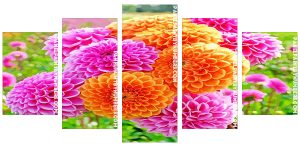 Orange And Pink Dahlias Panel paint by numbers