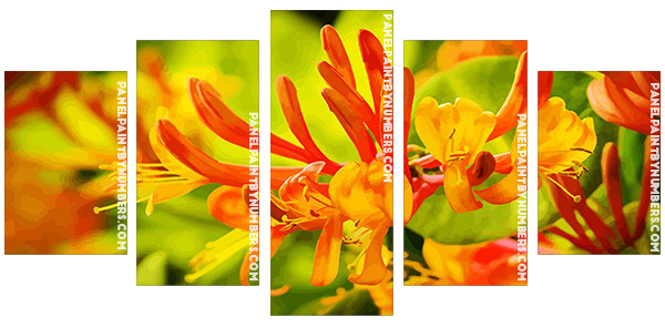 Orange Honeysuckle panels paint by numbers