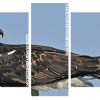 Osprey Bird Animal panels paint by numbers