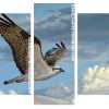 Osprey Bird Flying Panels paint by numbers