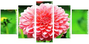 Pink Dahlia Flower Panel paint by numbers