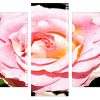 Pink Floribunda Rose Panels paint by numbers