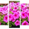 Pink Wave Petunia Panels paint by numbers