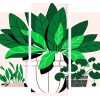 Plants Illustration panels paint by numbers