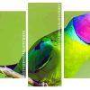 Plum Headed Parakeet panels paint by numbers