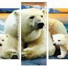 Polar Bear Family Panel paint by numbers