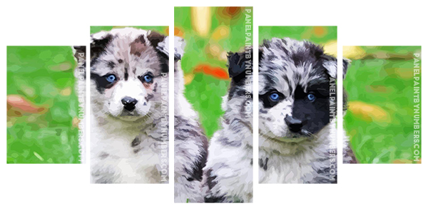 Pomsky Puppies  panels paint by numbers