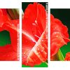 Red Gladiola Panels paint by numbers