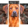 Rhodesian Ridgeback panels paint by numbers