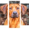 Rhodesian Ridgeback head Panels paint by numbers