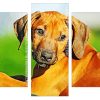 Rhodesian Ridgeback puppy animal Panels paint by numbers