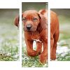 Rhodesian Ridgeback puppy dog Panels paint by numbers