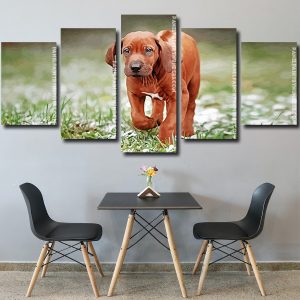 Rhodesian Ridgeback puppy dog Panel paint by numbers