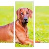 Ridgeback animal Panels paint by numbers