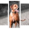 Ridgeback dog Panels paint by numbers