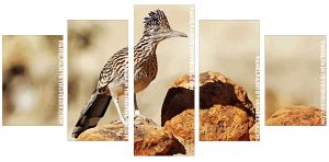 Roadrunner Bird Panel paint by numbers