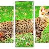 Savannah cat animal Panels paint by numbers