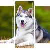 Siberian Husky panels paint by numbers