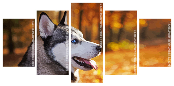 Siberian Husky Close Up panels paint by numbers