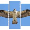 The Osprey Bird panels paint by numbers