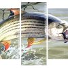 The Tigerfish Panels paint by numbers