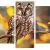 Zimbabwean Owl papint by numbers