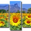 beautiful sunflowers Panels paint by numbers