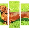 brown dog Doxie Daschsund Panels paint by numbers