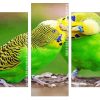 budgerigar couple Panels paint by numbers