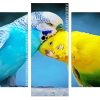 budgerigar lovers Panels paint by numbers