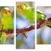 budgerigars on a branch Panels paint by numbers