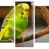 Green And Yellow Budgerigar panels paint by numbers