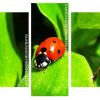 Aesthetic Ladybeetle panels paint by numbers