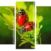 Ladybugs On A Leaf panells paint by numbers