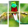 long tailed Quetzal bird on a branch Panels paint by numbers