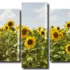 sunflower field Panels paint by numbers