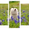 white dog watching butterflly Panels paint by numbers